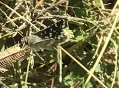 Spialia galba