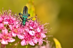 Oedemera nobilis