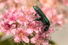 Oedemera nobilis
