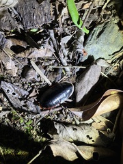 Opisthoplatia orientalis