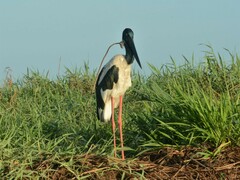 Ephippiorhynchus asiaticus