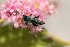Oedemera nobilis