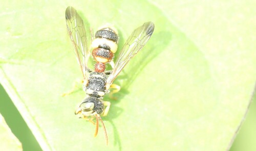 Cerceris bifasciata, 2022-10-13