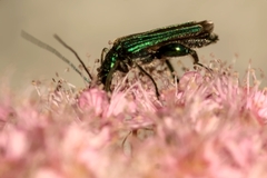 Oedemera nobilis
