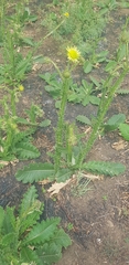 Berkheya radula