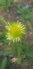 Berkheya radula