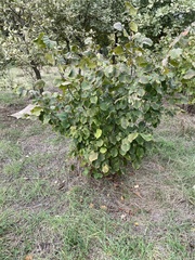 Corylus avellana