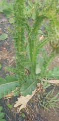 Berkheya radula