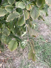 Corylus avellana