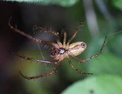 Metellina segmentata