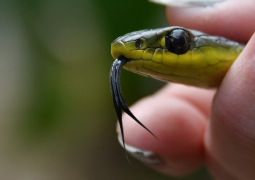 Common Tree Snake sighting