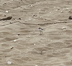 Charadrius ruficapillus