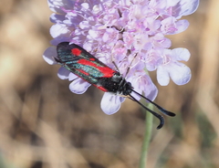 Zygaena sarpedon