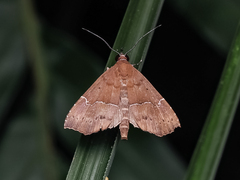 Catada vagalis