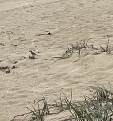 Charadrius ruficapillus