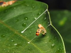 Glyphodes bivitralis