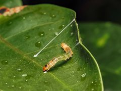 Glyphodes bivitralis