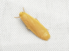 Danielithosia immaculata