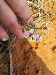 Pelargonium senecioides