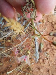 Pelargonium senecioides