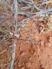 Pelargonium senecioides