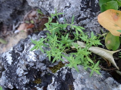 Lysimachia linum-stellatum