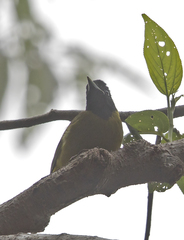 Pachycephala nudigula