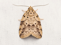 Giaura multipunctata