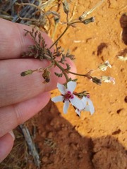 Pelargonium senecioides
