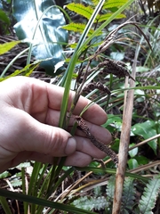 Carex lessoniana