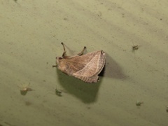 Zygaenoidea