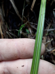 Carex lessoniana
