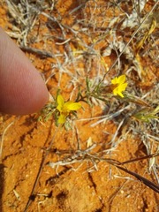 Leysera gnaphalodes