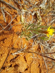 Leysera gnaphalodes