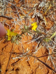 Leysera gnaphalodes