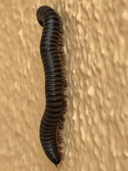 Ommatoiulus moreleti