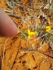 Leysera gnaphalodes