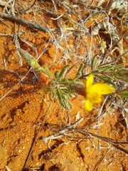 Leysera gnaphalodes