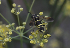 Tenthredo marginella