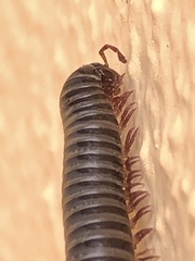 Ommatoiulus moreleti