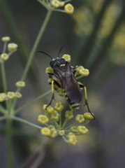 Tenthredo marginella