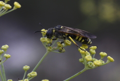 Tenthredo marginella