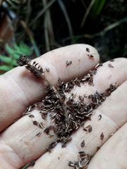 Carex lessoniana