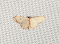 Idaea impexa