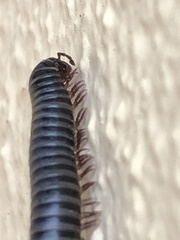 Ommatoiulus moreleti