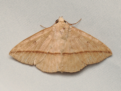 Ugia purpurea