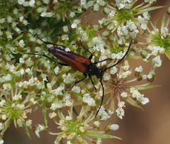 Lepturini