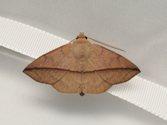 Ugia purpurea