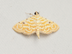 Notarcha aurolinealis