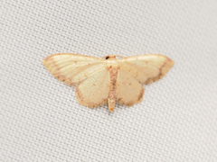 Idaea impexa